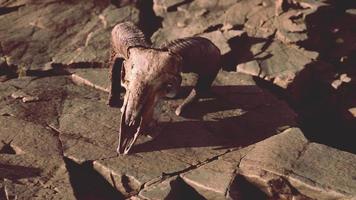 Dry Goat Skull Bone on stones under sun video