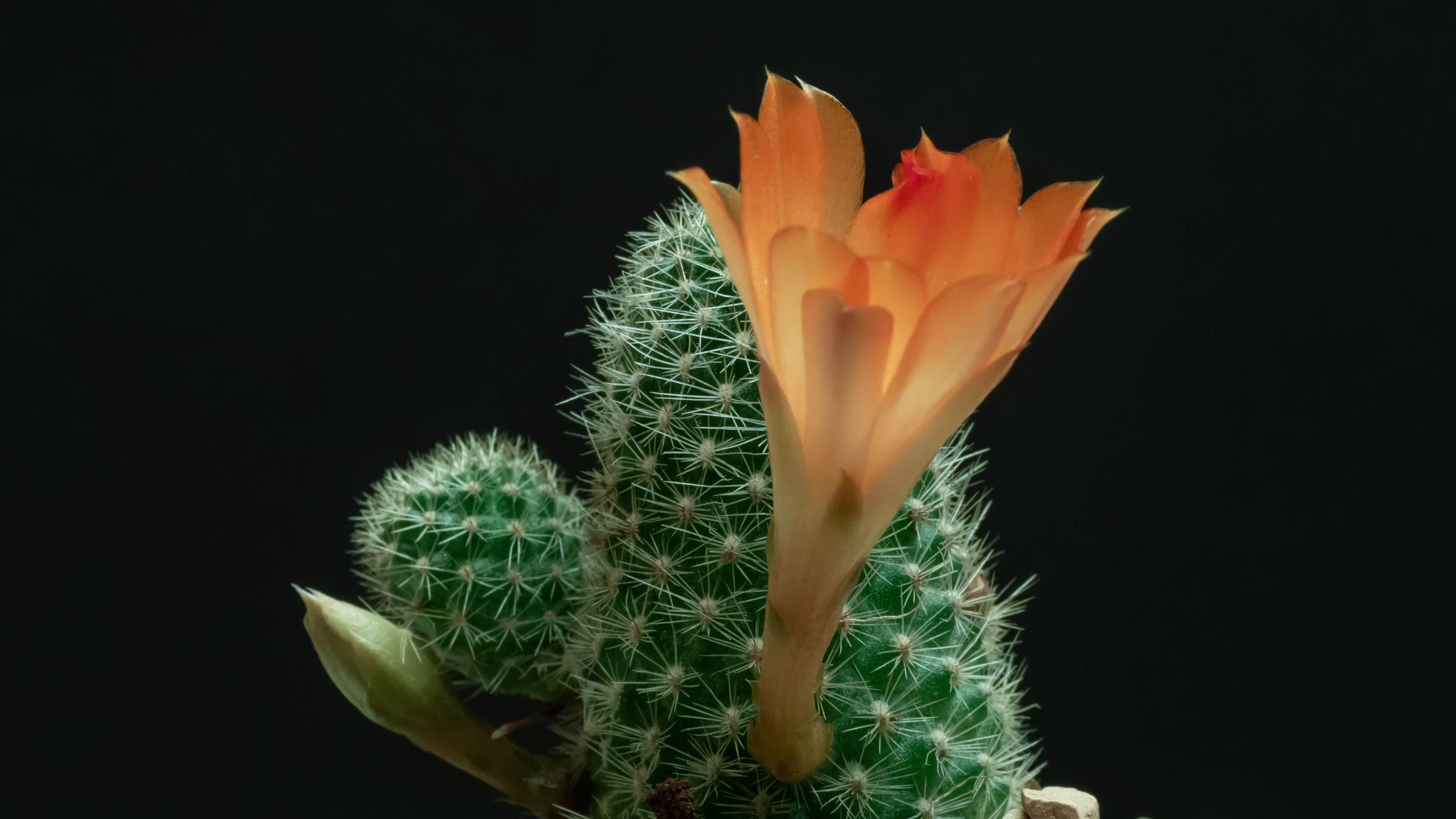 Astonishing Daisy Bloom Time Lapse: Full Video Inside - 0m04psf