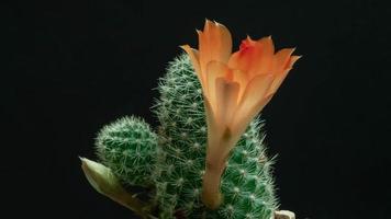 Cactus flower blooming time lapse.