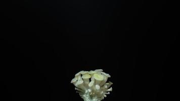 groeiende oesterzwammen stijgen uit de bodem time-lapse 4k-beeldmateriaal. video