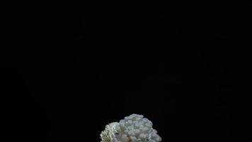 groeiende oesterzwammen stijgen uit de bodem time-lapse 4k-beeldmateriaal. video
