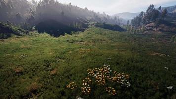 paisagem de belas montanhas nos Cárpatos video