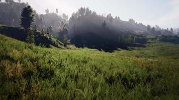 bosque de pinos en las montañas video