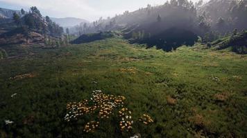 Summer landscape in the Carpathian mountains video