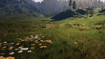 Swiss Alps with Green alpine meadow on a hillside and surrounded by pine forests video