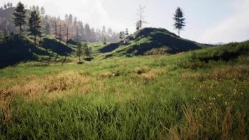 paisagem de verão nas montanhas dos cárpatos video