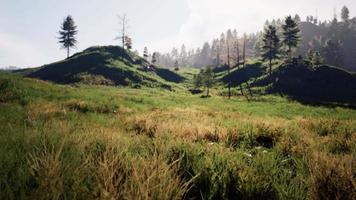 forêt de pins dans les montagnes video