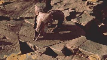 hueso de cráneo de cabra seco sobre piedras bajo el sol video