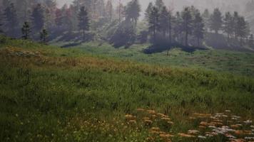 forêt de pins dans les montagnes video