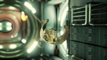 crânio de carneiro morto na estação espacial internacional video