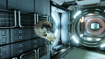 skull of dead ram in international space station video