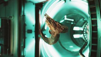 skull of dead ram in international space station