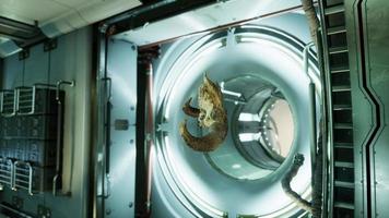 skull of dead ram in international space station video