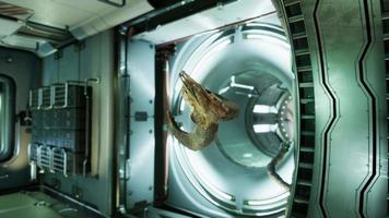 Schädel eines toten Widders in der internationalen Raumstation video