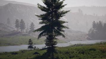 floresta de pinheiros nas montanhas video