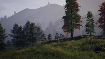 floresta de pinheiros nas montanhas