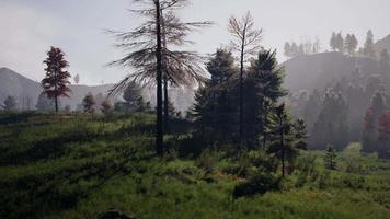 Swiss Alps with Green alpine meadow on a hillside and surrounded by pine forests video