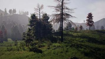 floresta de pinheiros nas montanhas video