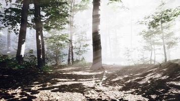 magic dark autumn forest scenery with rays of warm light video