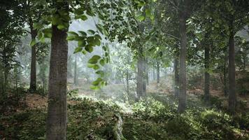 Sommernebel im Wald video