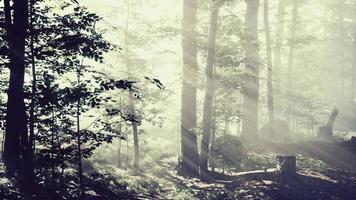 paysage magique de forêt d'automne sombre avec des rayons de lumière chaude video