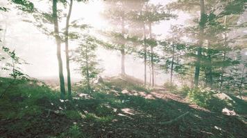 Wooded forest trees backlit by golden sunlight video