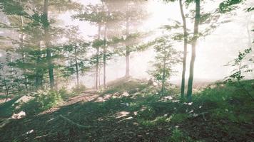 raios de sol em uma floresta em uma manhã nebulosa video