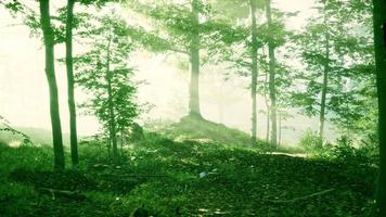 magic dark autumn forest scenery with rays of warm light video