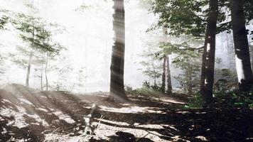 rayos de sol en un bosque en una mañana brumosa video