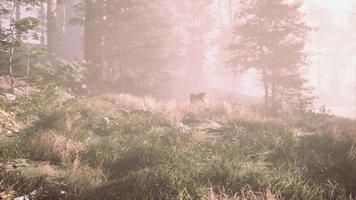 Wooded forest trees backlit by golden sunlight video