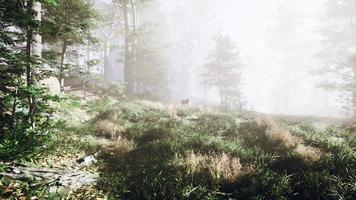 Wooded forest trees backlit by golden sunlight video