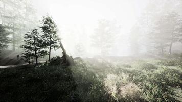 rayos de sol en un bosque en una mañana brumosa video