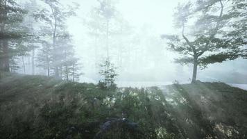 cenário mágico de floresta de outono escuro com raios de luz quente