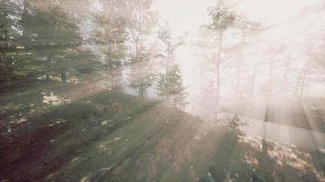 mágico paisaje oscuro del bosque otoñal con rayos de luz cálida video