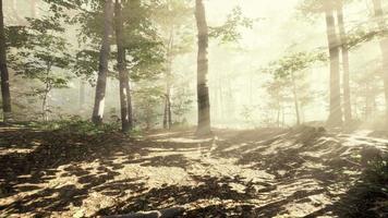 magic dark autumn forest scenery with rays of warm light video