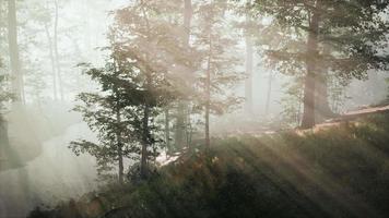 vacker morgon i skogen video