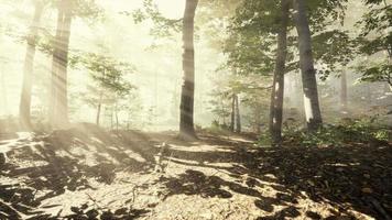 raios de sol em uma floresta em uma manhã nebulosa video