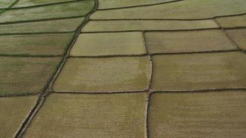 vista aerea del drone dell'agricoltura nelle risaie per la coltivazione. volo sopra la verde risaia durante il giorno. piccola capanna nelle risaie. naturale lo sfondo della trama. video