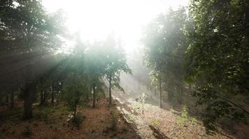 brouillard d'été dans la forêt video