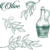 Sketch with olive branch vector