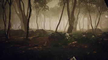 magic dark autumn forest scenery with rays of warm light video