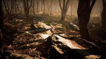 magic dark autumn forest scenery with rays of warm light video