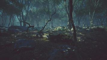 Wooded forest trees backlit by golden sunlight video