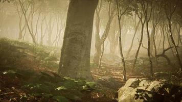 magisch donker herfstboslandschap met stralen van warm licht video