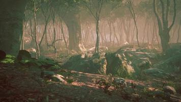 magic dark autumn forest scenery with rays of warm light video