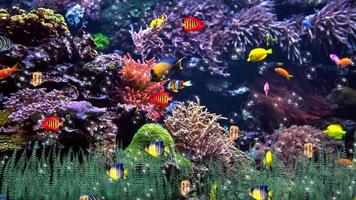 Several fish in the aquarium video