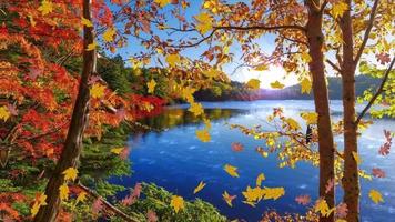 bela floresta com lago em um dia ensolarado de outono. video
