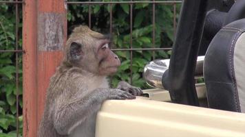 tawangmangu, java central, indonésia, 2021 - macacos na floresta natural tawangmangu, java central. vídeos em câmera lenta video