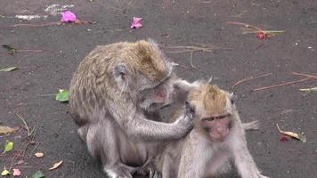 tawangmangu, java central, indonesia, 2021 - monos en el bosque natural de tawangmangu, java central. vídeos a cámara lenta video