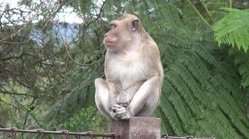 tawangmangu, java central, indonésie, 2021 - singes dans la forêt naturelle de tawangmangu, java central. vidéos au ralenti video